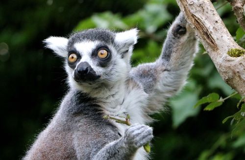 Free Captivating close-up of a ring-tailed lemur on a tree, showcasing its vivid fur and bright eyes. Stock Photo