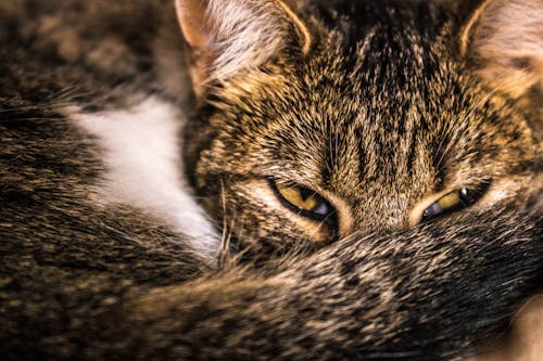 Bezpłatne Close Up Photography Brązowy Pręgowany Kot Zdjęcie z galerii