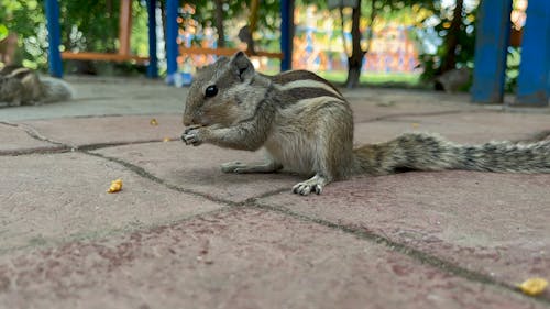 Free Indian squirrel eating food photo. Stock Photo