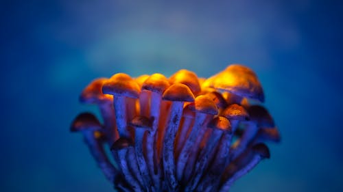 Brown Mushrooms in Close-Up Photography 