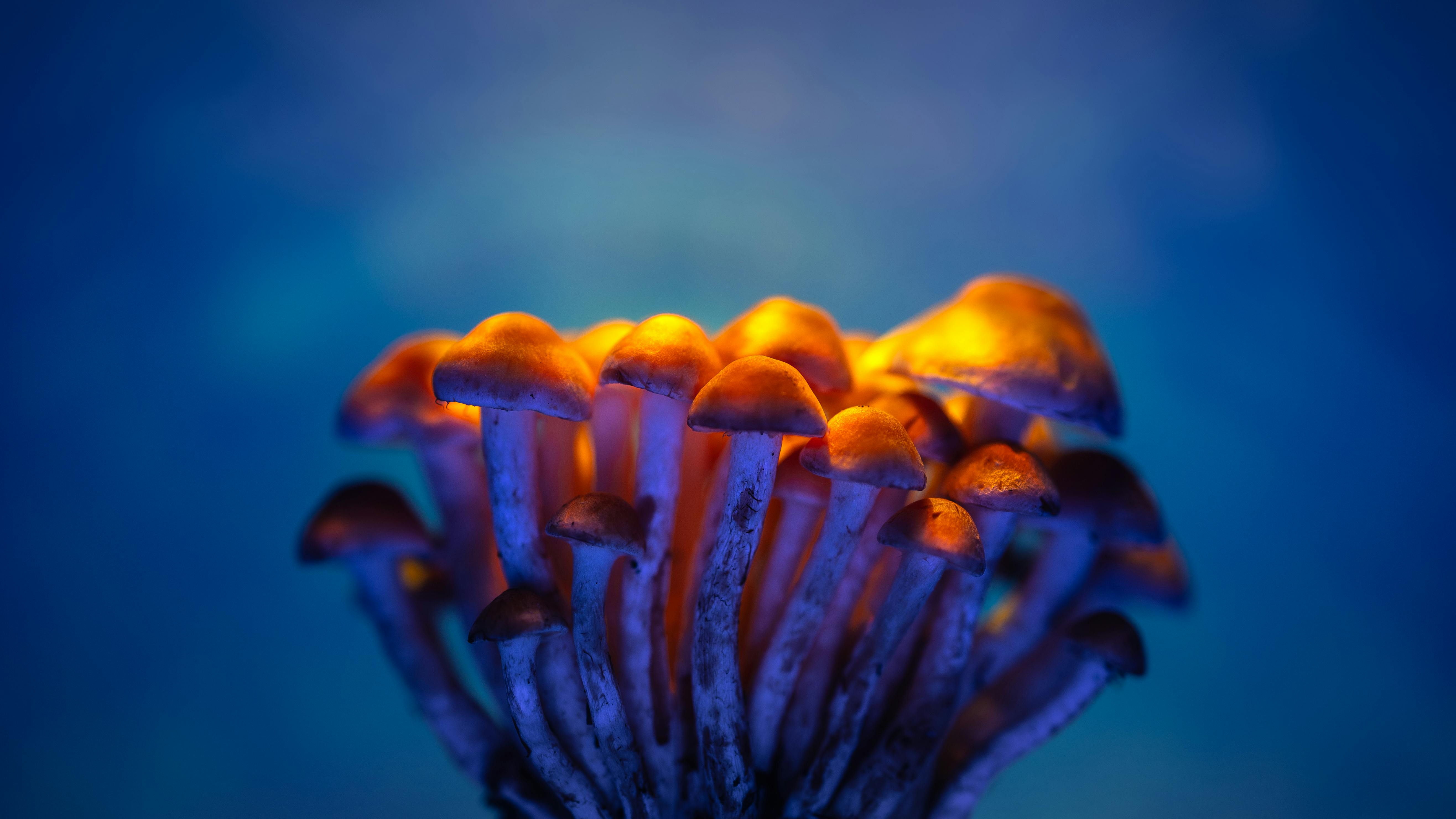 Blue Mushrooms Photos, Download The BEST Free Blue Mushrooms Stock