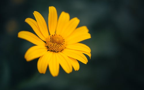 marekpiwnicki, natura, 向日葵 的 免费素材图片