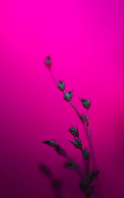 Free Abstract depiction of dried flora against a bold pink backdrop, creating a vibrant artistic expression. Stock Photo