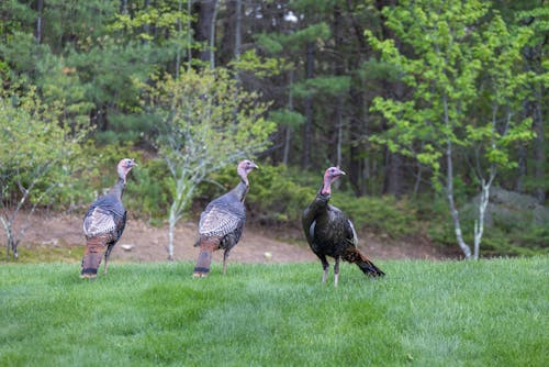 Turkeys on Green Grass Field
