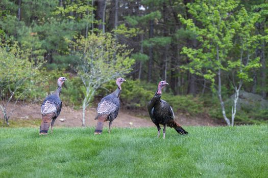 Three wild turkeys roaming in a lush grass field in Southborough, MA.
