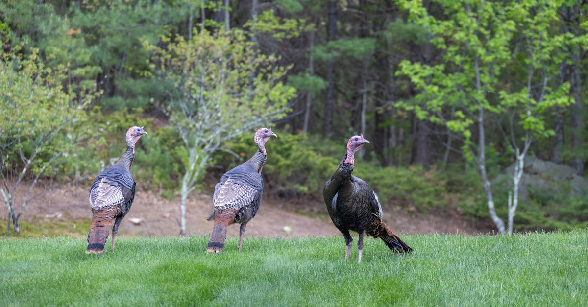 Turkeys on Green Grass Field · Free Stock Photo