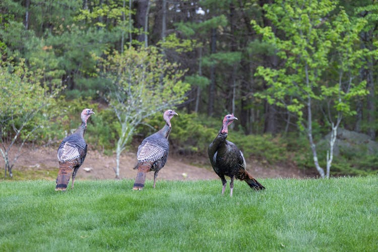 Turkeys On Green Grass Field