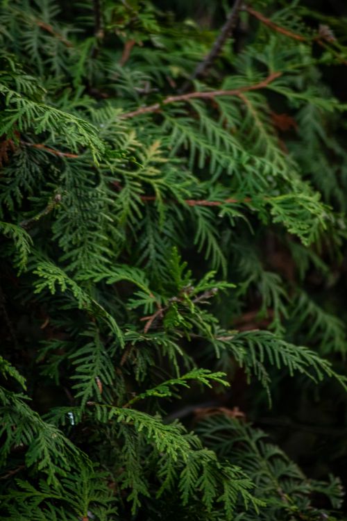 Free Detailed view of vibrant green fern cypress leaves showcasing natural texture and beauty. Stock Photo
