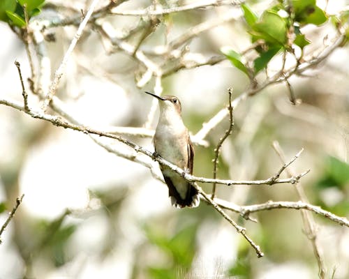 Brown and White Bird on Tree Branch