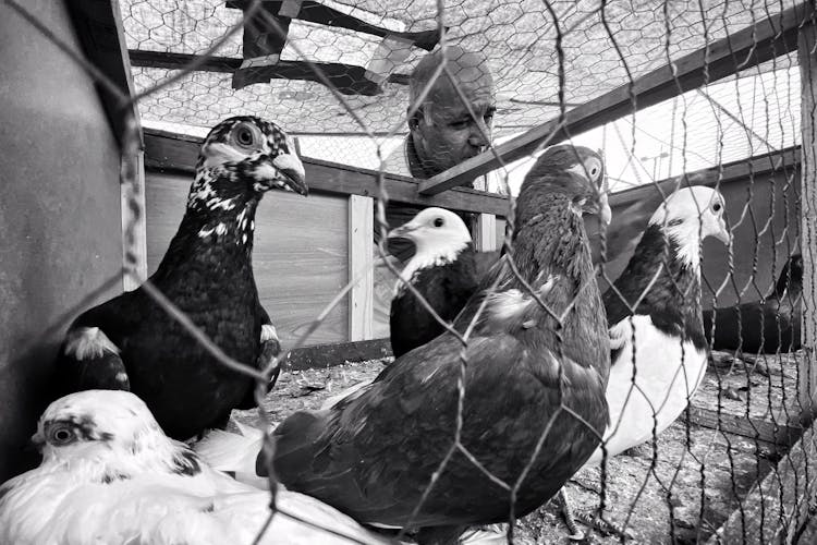 Man Looking Into Pigeon Coop