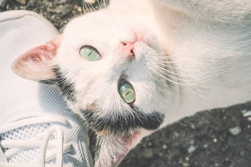 бесплатная Фотография белого кота в селективном фокусе Стоковое фото