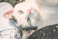 一只可爱的灰白色虎斑猫正可爱地抬头仰望运动鞋旁边