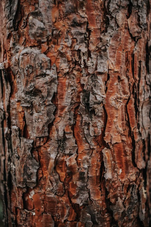 Brown Tree Trunk in Close Up Shot