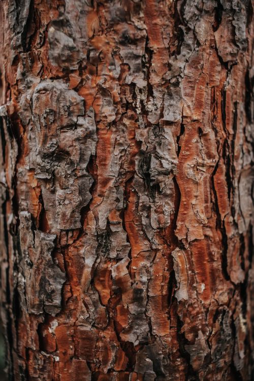 Free High-resolution close-up of rugged tree bark showcasing natural texture and detail. Stock Photo