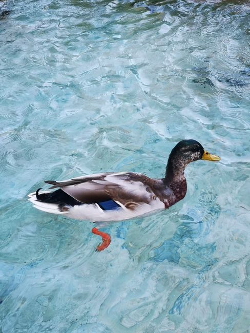 Close-up of a mallard duck peacefully floating on clear blue water.