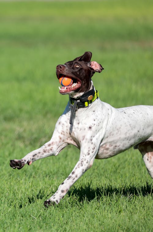 Foto profissional grátis de animal doméstico, baile, buscar