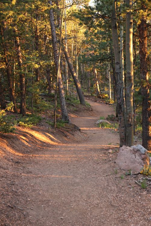 Pathway in the Forest · Free Stock Photo