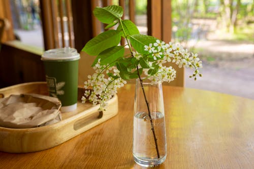 Ilmainen kuvapankkikuva tunnisteilla kahvi, kasvi, kukka