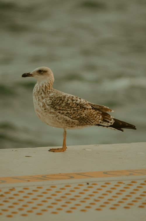 Free Close-up of a Yellow-Legged Gull perched near the Bosphorus in Istanbul. Stock Photo