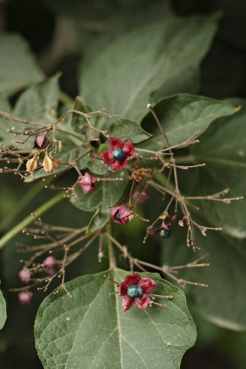 Free Detailed shot of red flowers with blue centers and lush green leaves. Stock Photo
