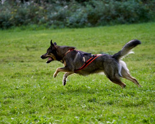 Free A mixed race dog is running, training  Stock Photo