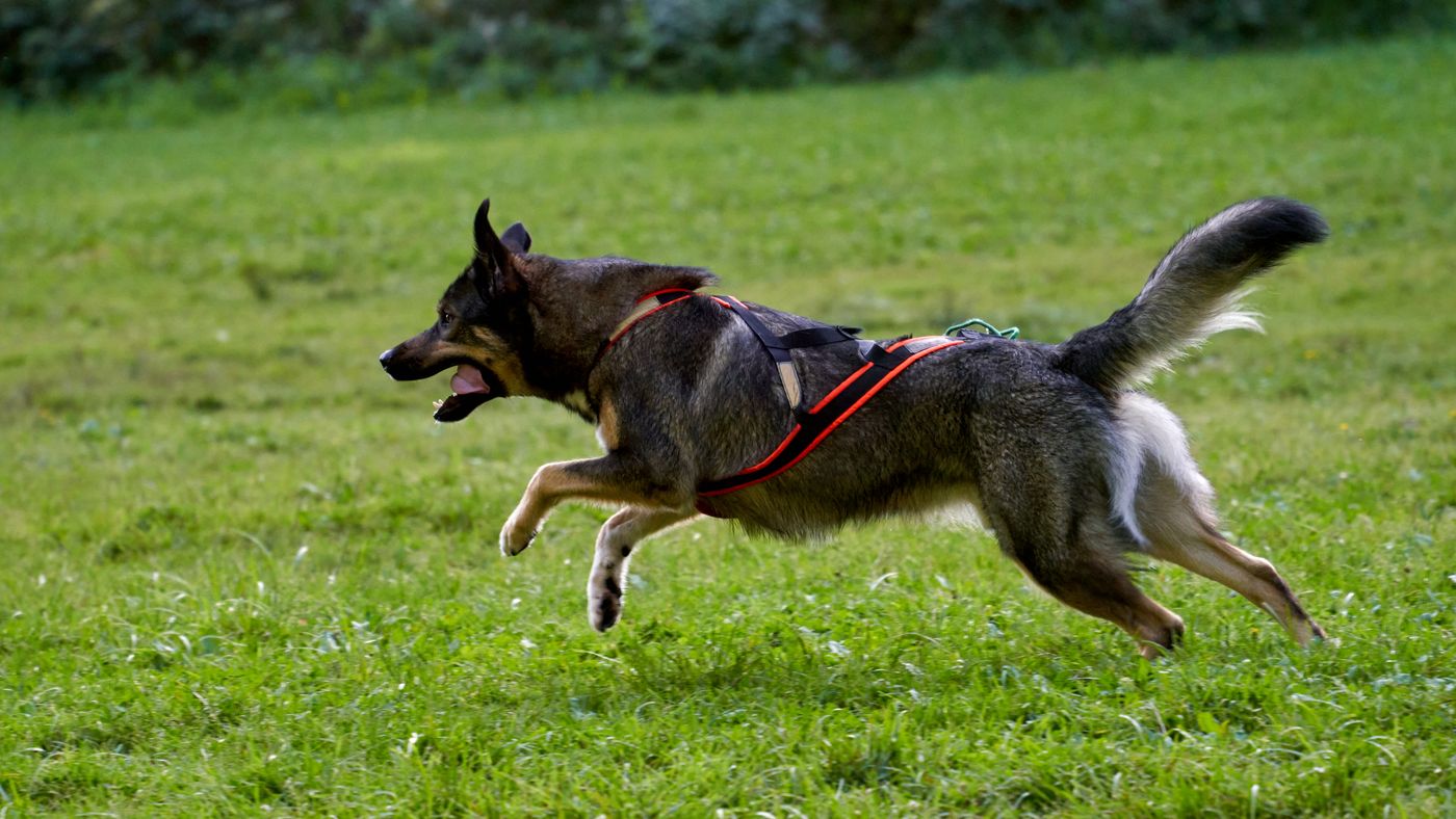 Dog Agility Training: From Backyard Basics to First Competition