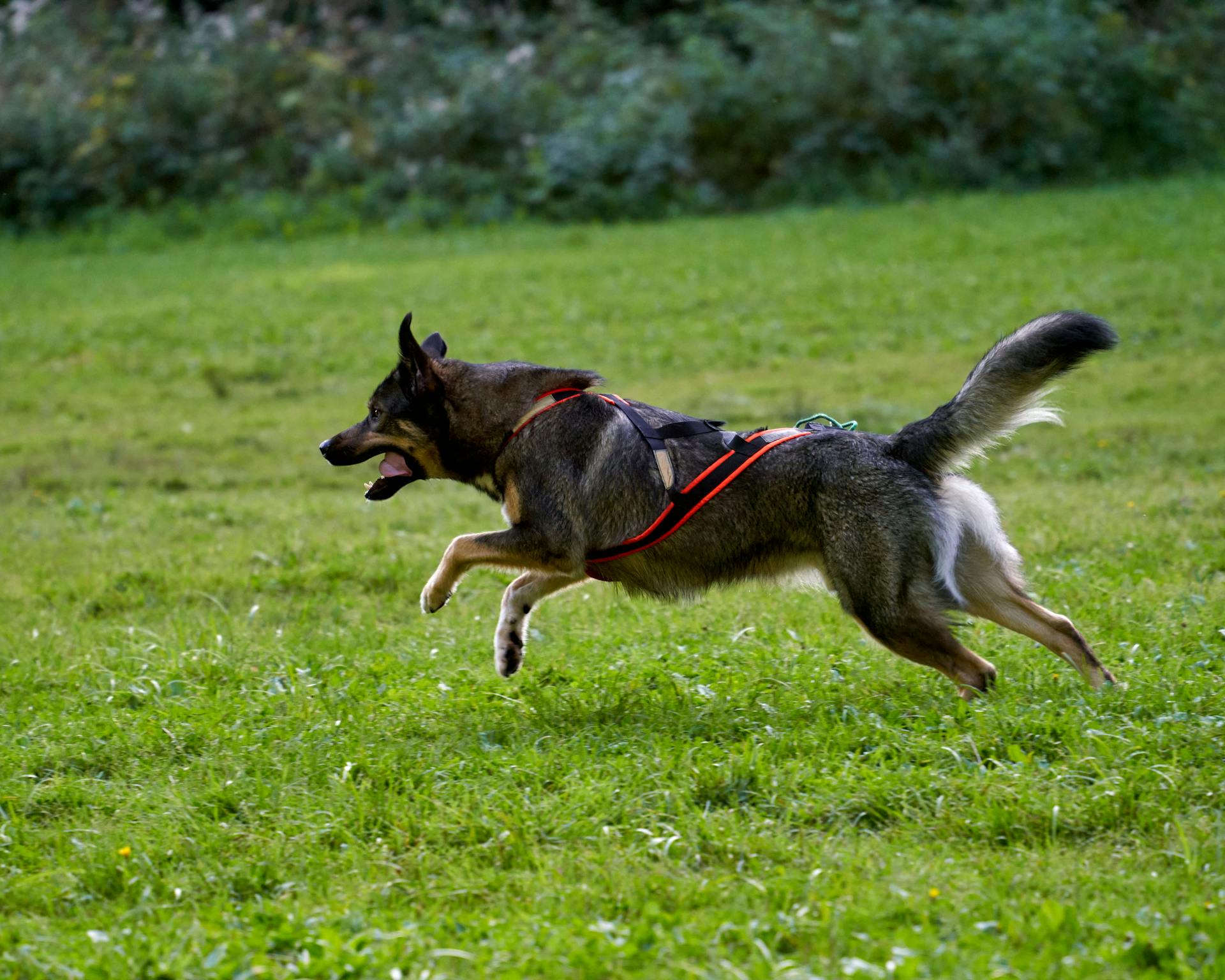 Dog Running on Green Gras