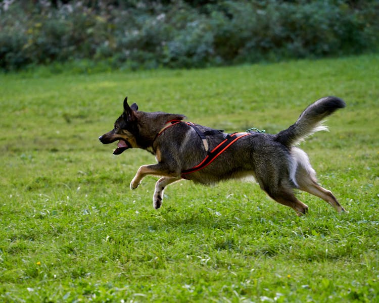 Dog Running On Green Gras