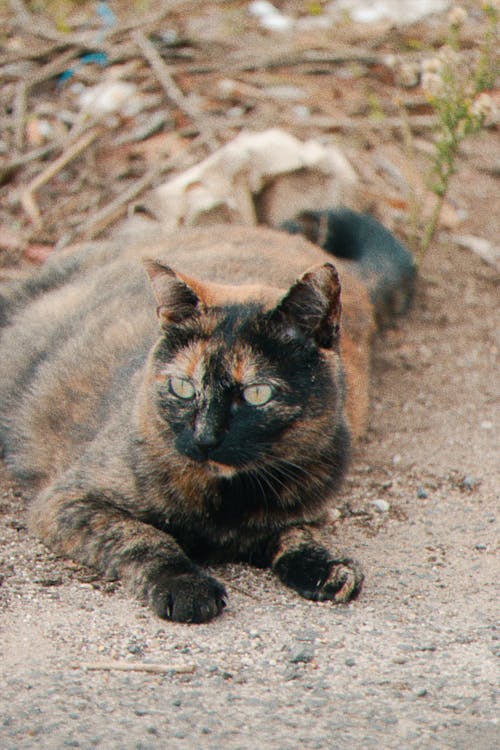 Kostenloses Stock Foto zu kätzchen, katze