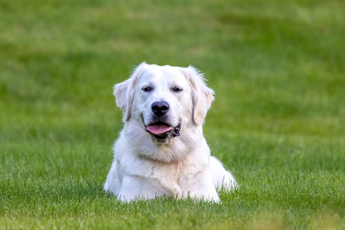 Close-up of a White Dog on Green Grass