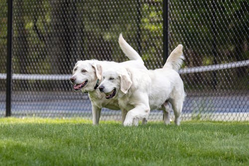 Foto stok gratis anjing golden retriever, berkembang biak, binatang