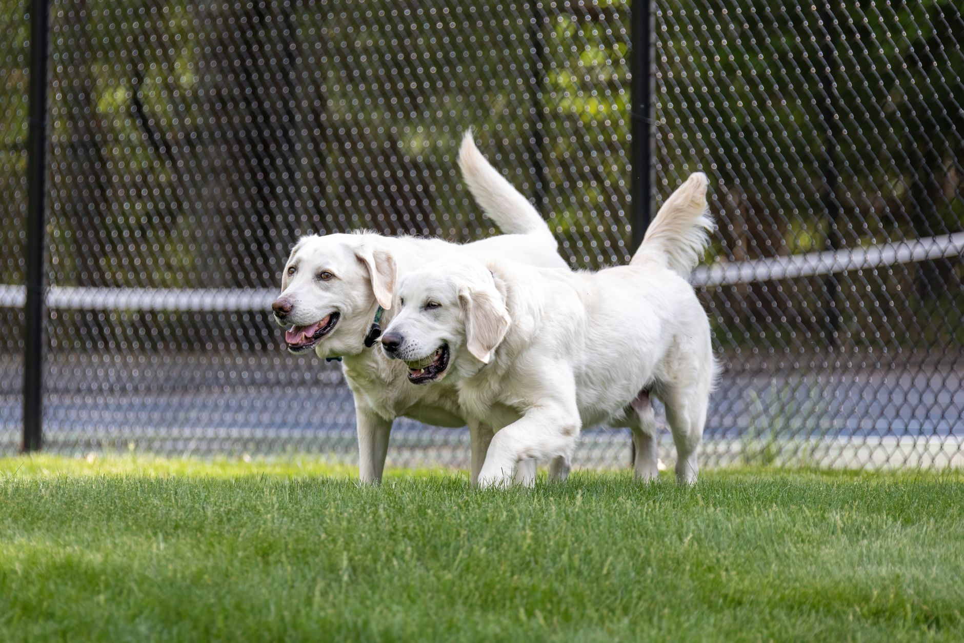 Two happy Golden Retrievers playing on lush grass at a park in Southborough, MA.