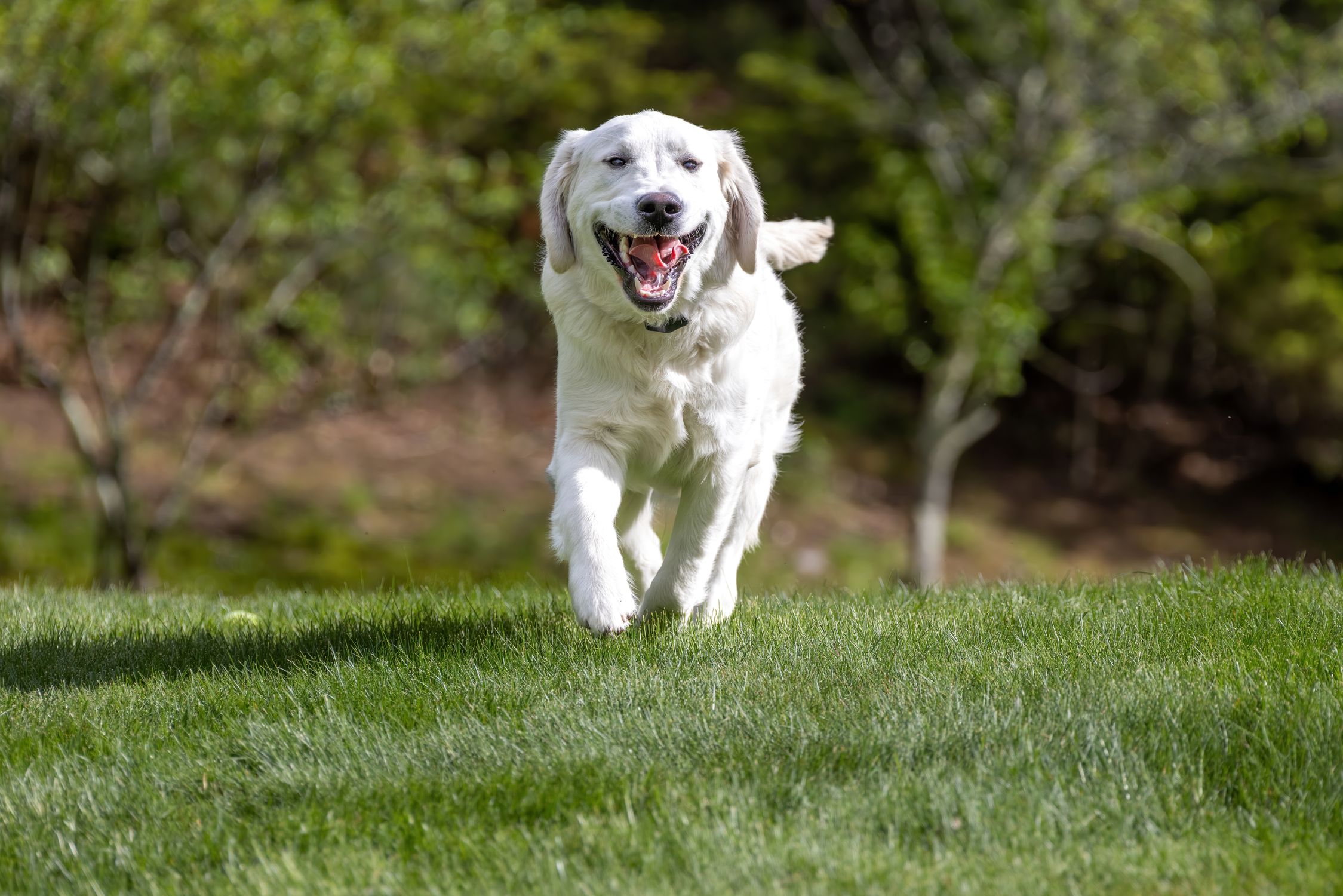 A dog stands on a winding forest path in lush green woods.