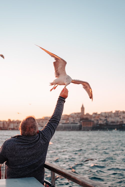 Kostnadsfri bild av fågel, flygande fågel, istanbul