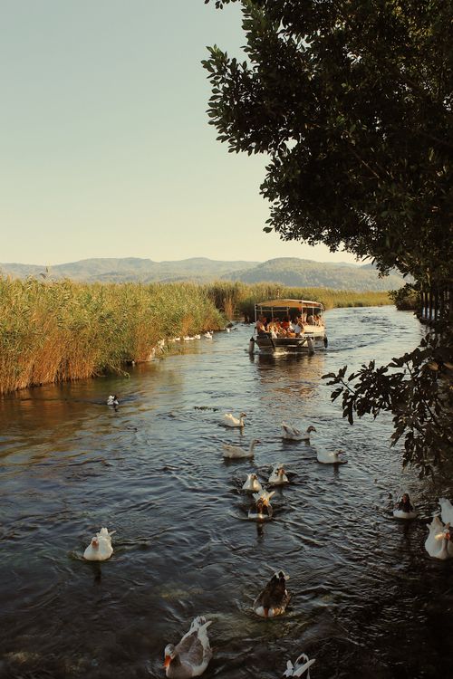 Free A tranquil scene of ducks swimming in a river with a boat amidst lush greenery. Stock Photo