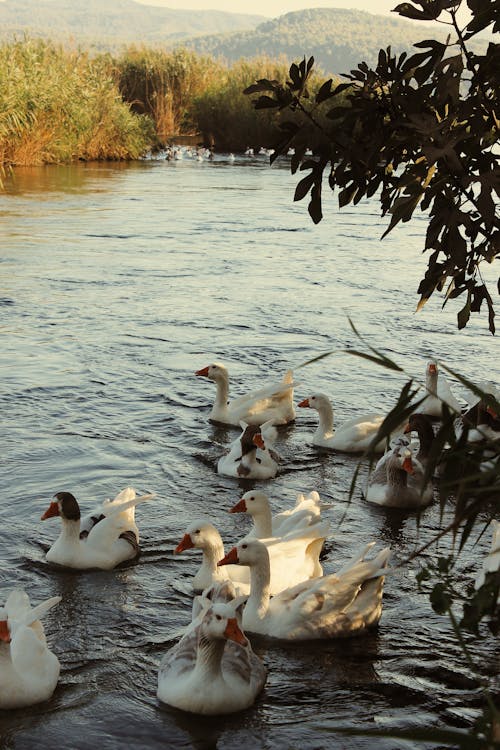 Flock of Geese on a River