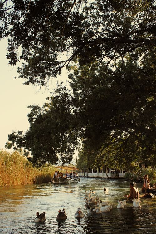 Free Peaceful river scene with ducks swimming, boaters, and lush greenery under a shade tree. Stock Photo