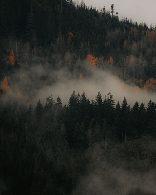 Free Enchanting fall forest with mist in the mountains, showcasing evergreen and deciduous trees. Stock Photo