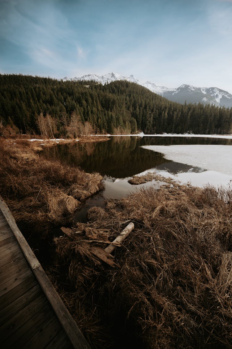 Brown Grass On The Shore