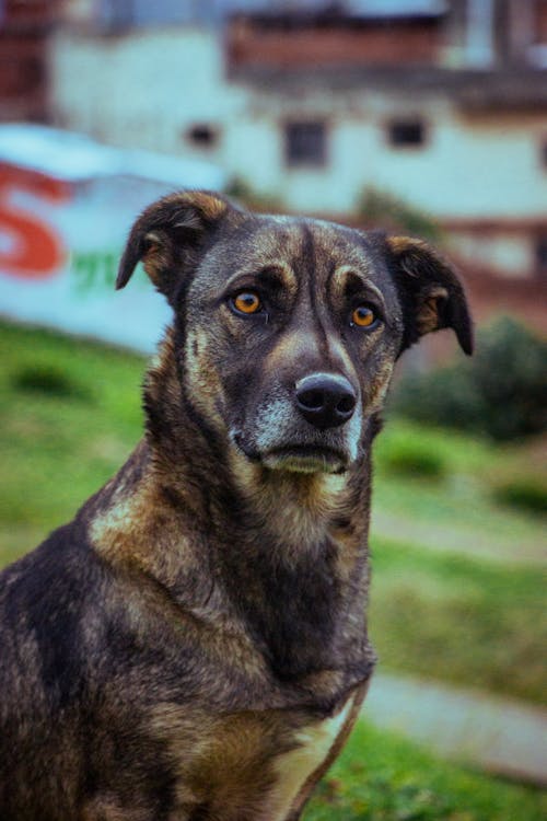 Brown Dog in Close Up Shot