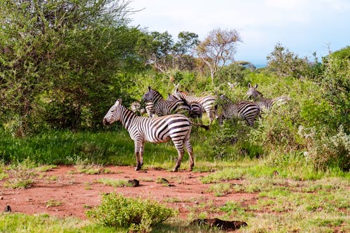 Free A Cohort of Zebras on Green Grass  Stock Photo