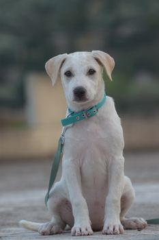 Cute white puppy in blue collar sits outdoors on an overcast day in Greece. Perfect for pet lovers.