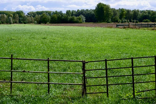 Ingyenes stockfotó fű, kerítés, mező témában