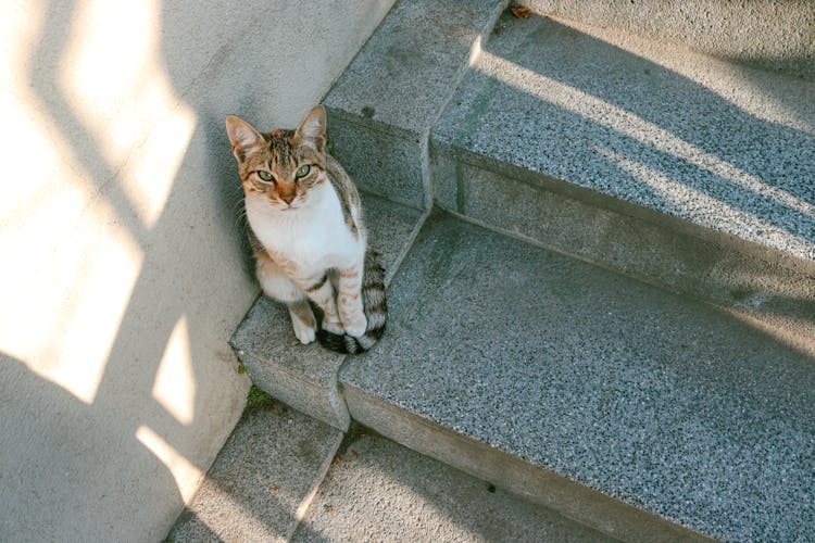 Tabby Cat On A Staircase