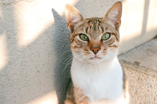 Brown Tabby Cat on Gray Concrete Floor