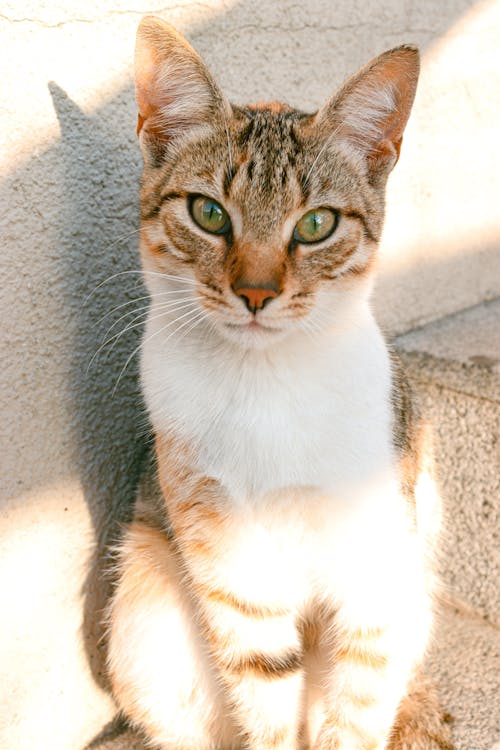 A Close-Up Shot of a Tabby Cat