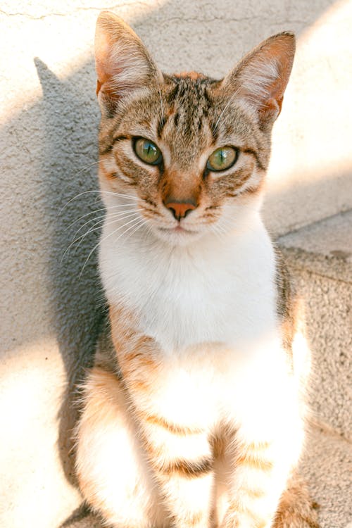 Immagine gratuita di animale, avvicinamento, felino