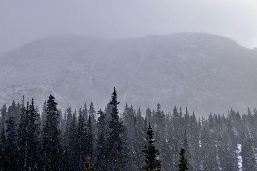 A tranquil winter scene of snow-covered mountains with pine trees in the foreground.