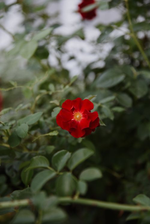 Free A vibrant red rose in full bloom amidst lush green foliage in a garden setting. Stock Photo