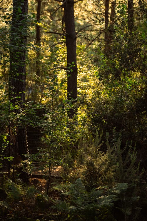 Photo of Trees in the Woods